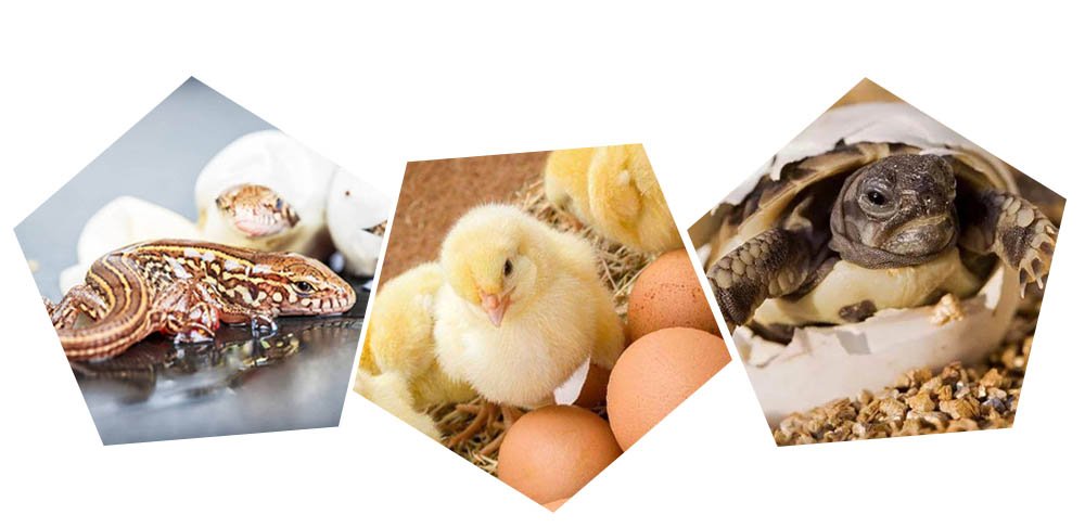 The application for an egg incubator
